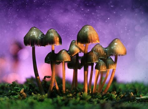 Exploring the Potential Benefits of Magic Mushroom Use in California